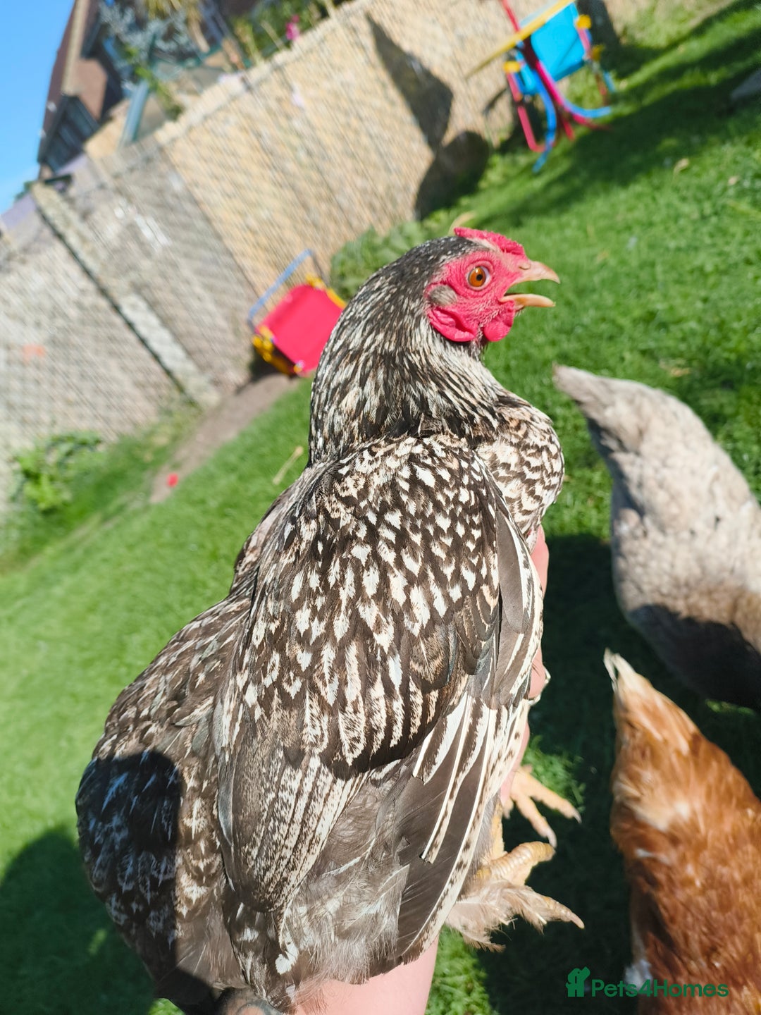 Chickens poultry for sale: 7 Chickens and young chickens for sale  - Image 8