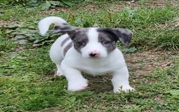Jack Russell dogs for sale: Jack Russell Pups REDUCED - Image 38