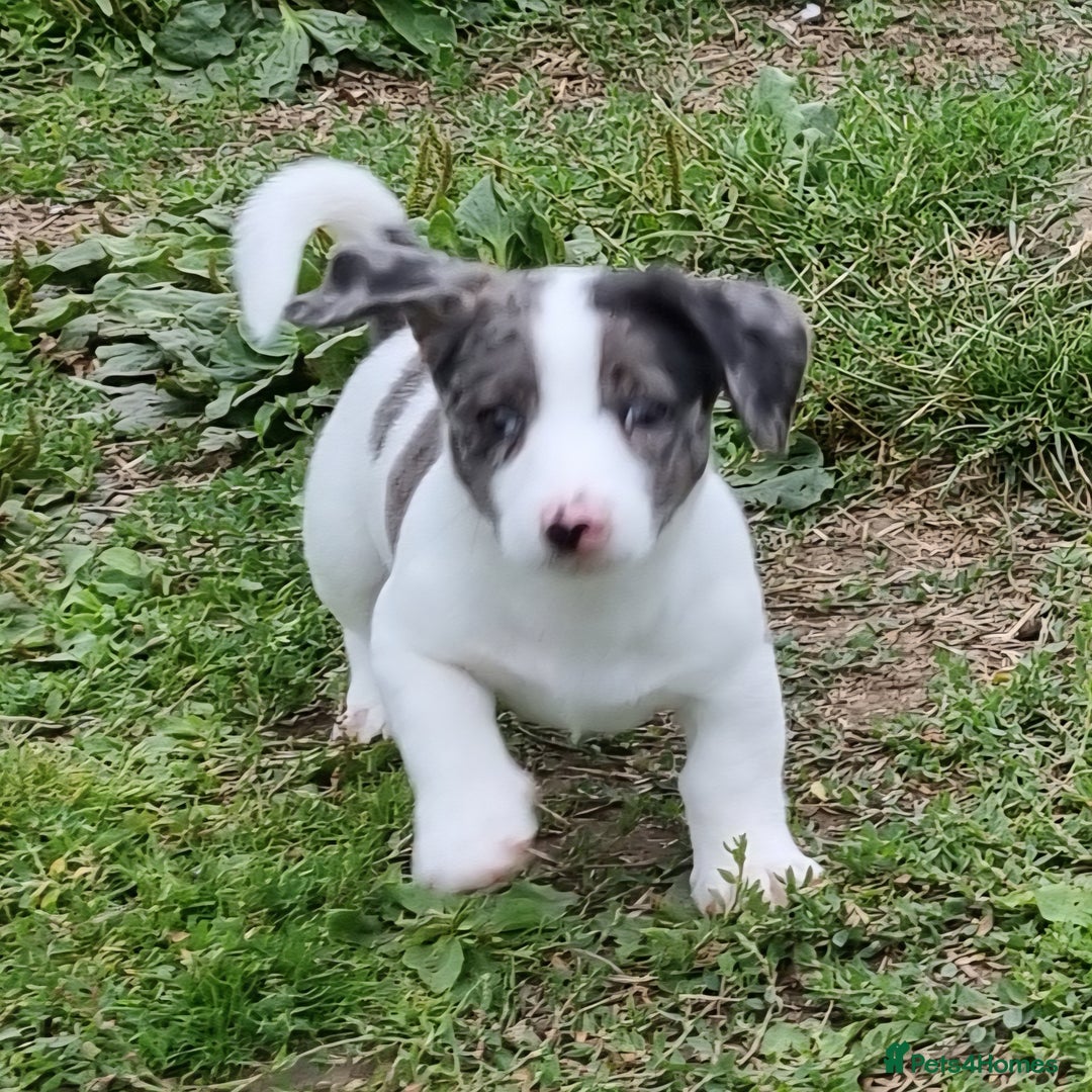 Jack Russell dogs for sale: Jack Russell Pups REDUCED - Image 38