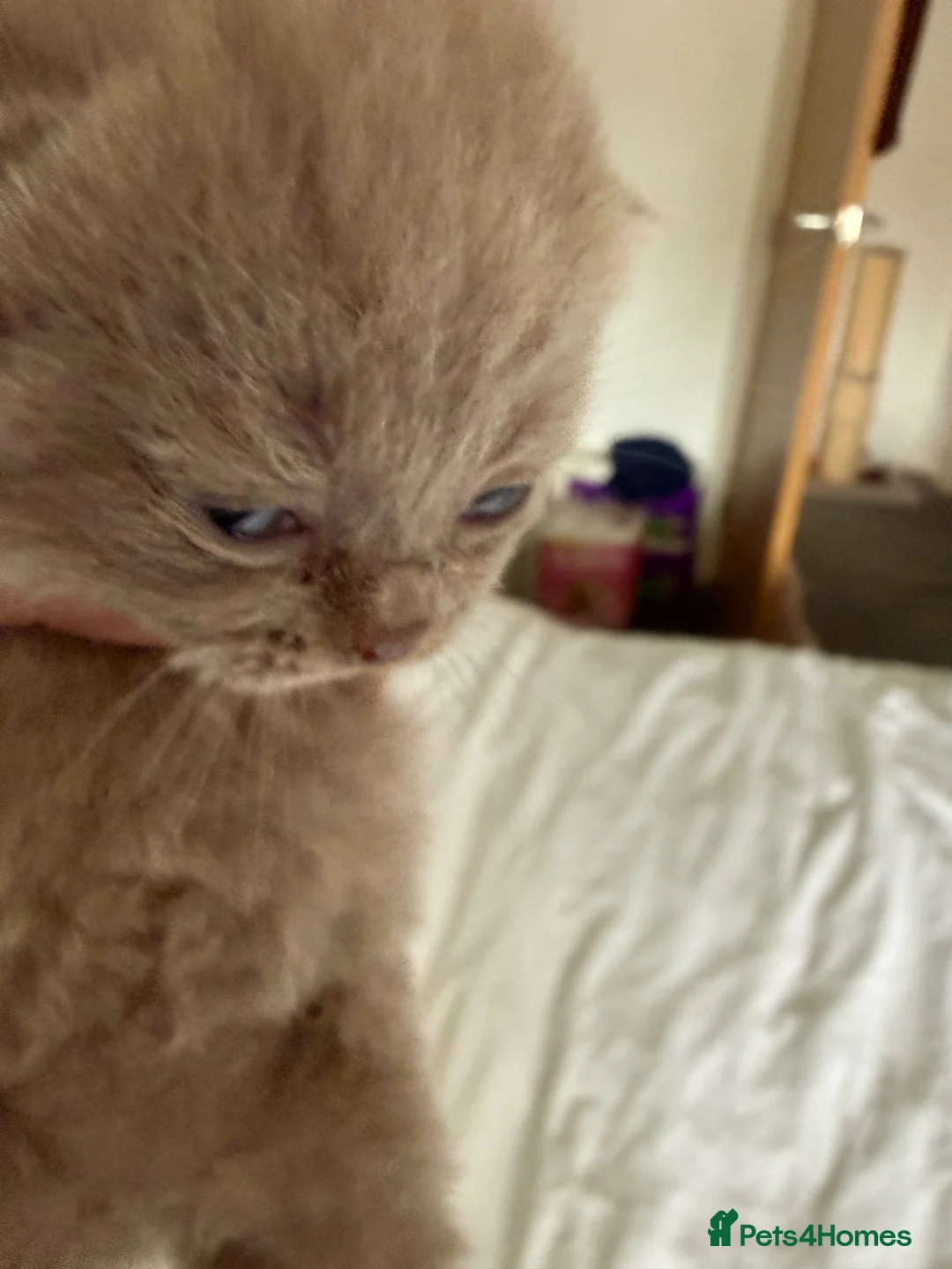 British Shorthair cats for sale: 5 beautiful BSH Blue & Lilic TICA registered  - Advert 2