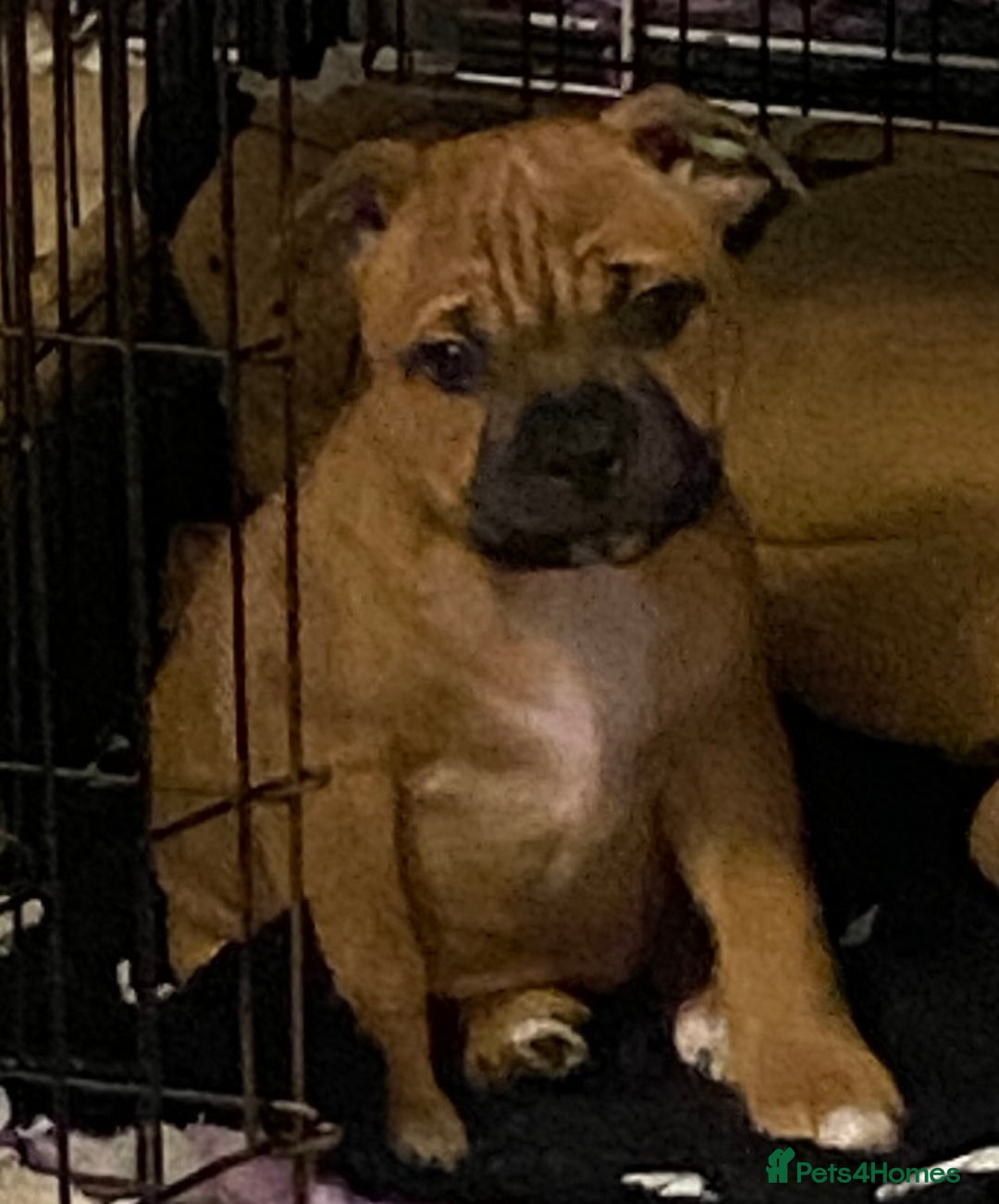 Staffordshire Bull Terrier dogs for stud: Stunning Red Staff For Stud  - Advert 5