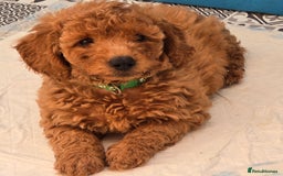 Cockapoo dogs for sale: F1B Cockapoo puppies - Image 12