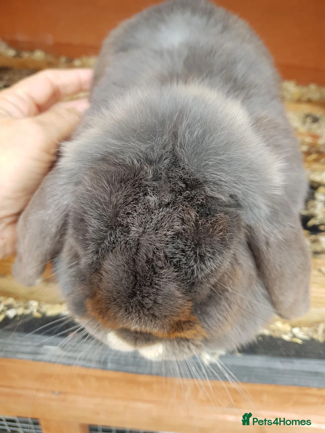 Mini Lop rabbits for sale: Mini lop rabbit - Advert 3