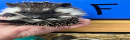 Pygmy Hedgehog rodents for sale: Split faced/reverse pinto baby hoglets ready now! - Advert 3