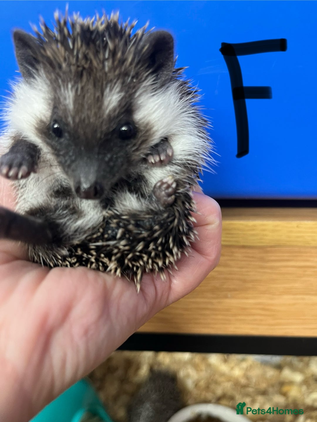 Pygmy Hedgehog rodents for sale: Split faced/reverse pinto baby hoglets ready now! - Advert 3