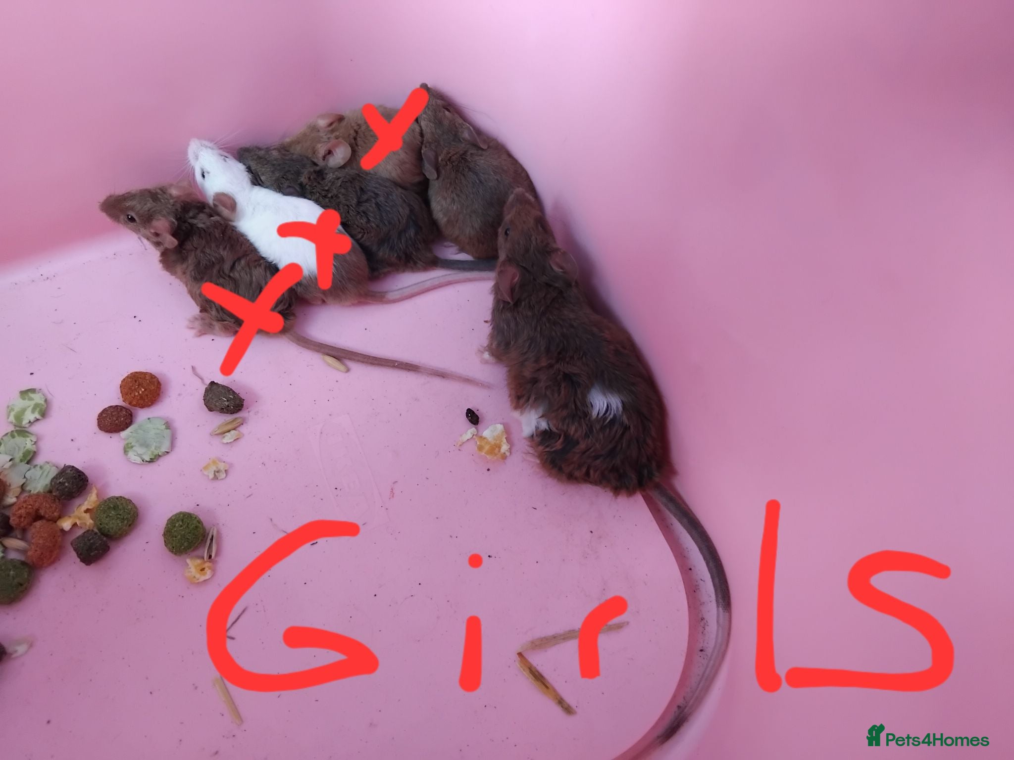 Mouse rodents Gorgeous friendly mice  - Advert 17