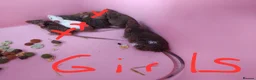Mouse rodents for sale: Gorgeous friendly mice  - Advert 1