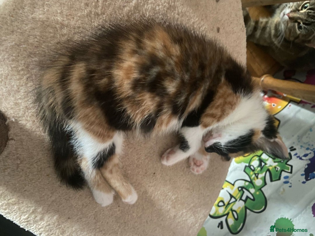 British Shorthair cats for sale: Caramel, Pumpkin, Susan - Image 3