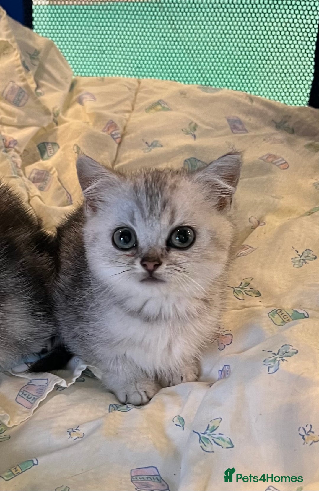 British Shorthair cats for sale: Silver British shorthair kittens  - Advert 3