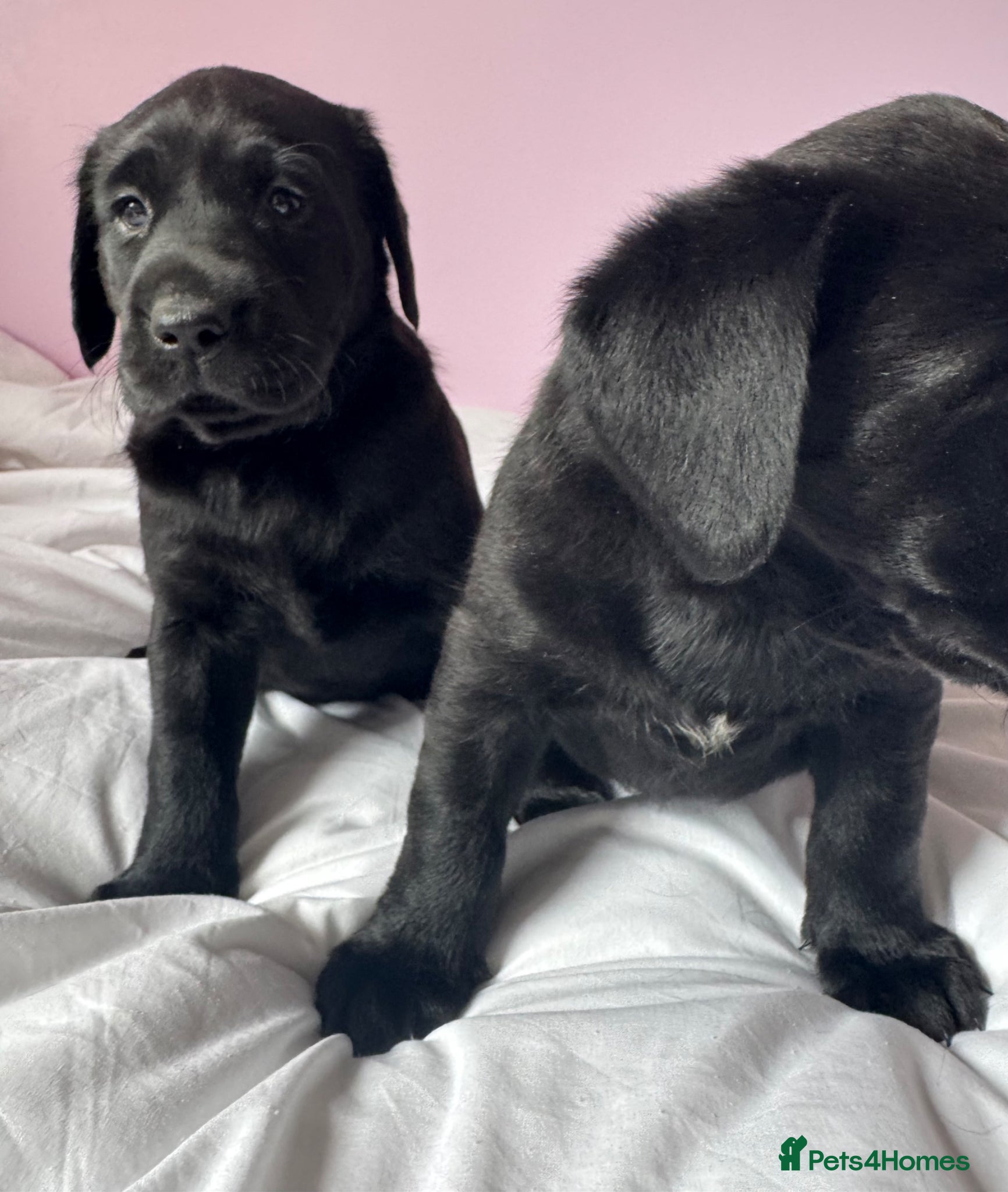 Labrador Retriever dogs for sale: Labrador pups fox red and black  - Advert 13