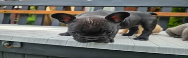 French Bulldog 4