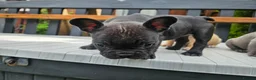 French Bulldog dogs for sale: *NOW REDUCED*KC registered French bulldog puppies  - Advert 18
