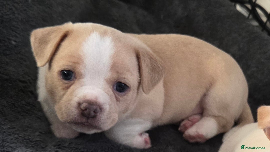 Mixed Breed dogs for sale: Adorable F1b Bullhuahua puppies - Image 21