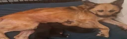 Sheprador dogs for sale: K.C registered German Shepherd × Labrodore pups  - Advert 21