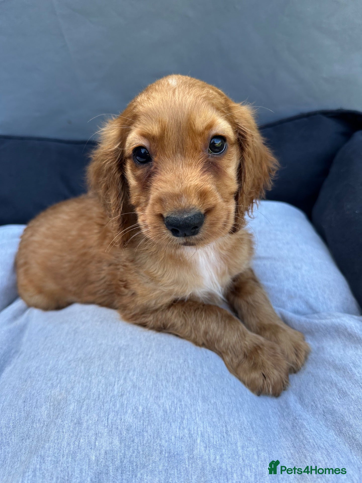 Cocker Spaniel dogs Working Cocker Spaniel Puppies  - Advert 2