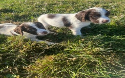 English Springer Spaniel dogs for sale: Springer spaniel pups  in Rugby - Image 9