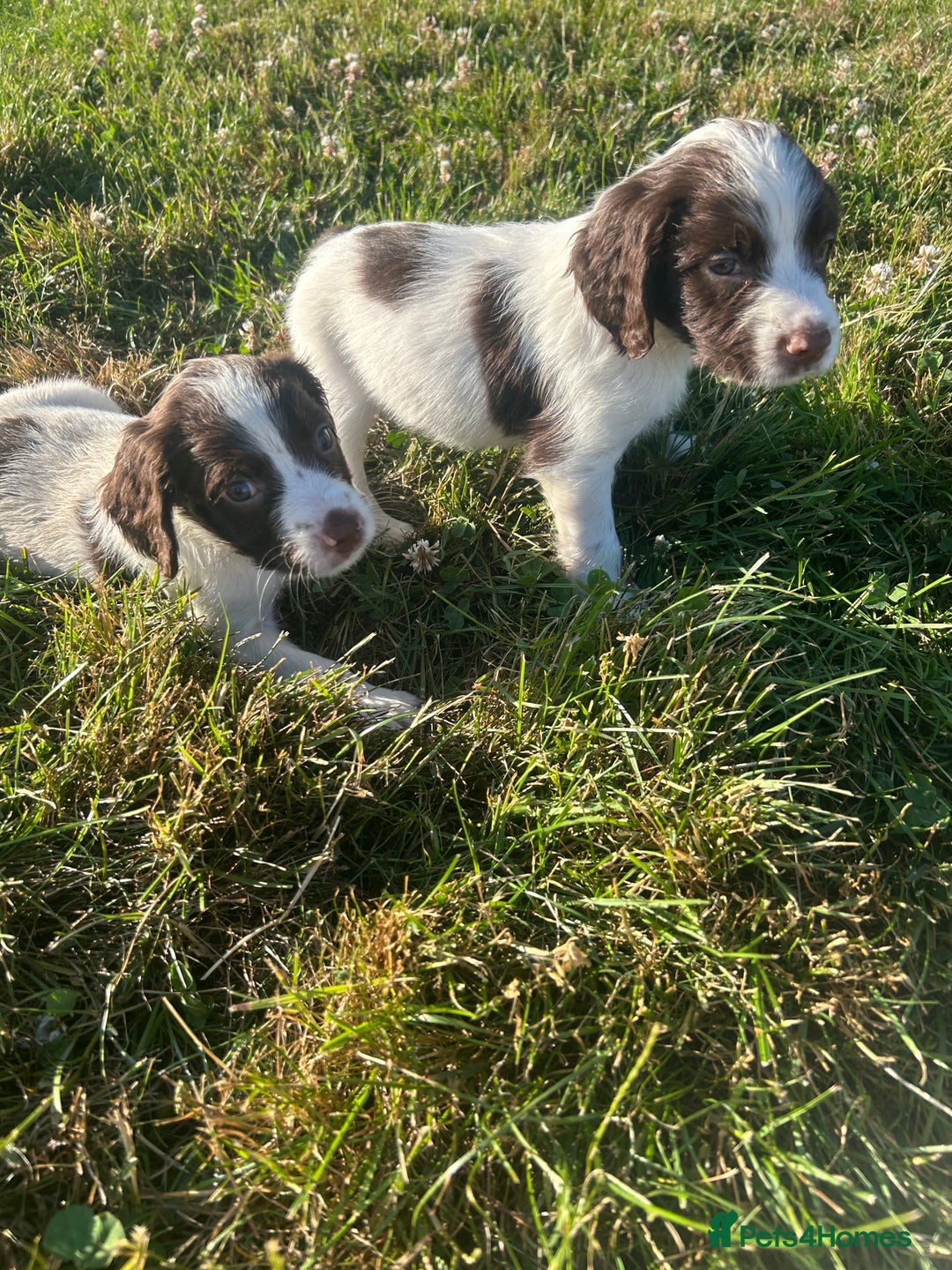 English Springer Spaniel dogs for sale: Springer spaniel pups  in Rugby - Image 9