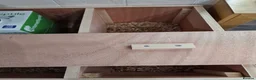 Tortoise reptiles for sale: Baby horsefield tortoise with full set up  - Advert 9
