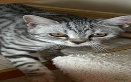 Scottish Fold cats for sale: Kittens Ready for Their Forever Homes - Image 15