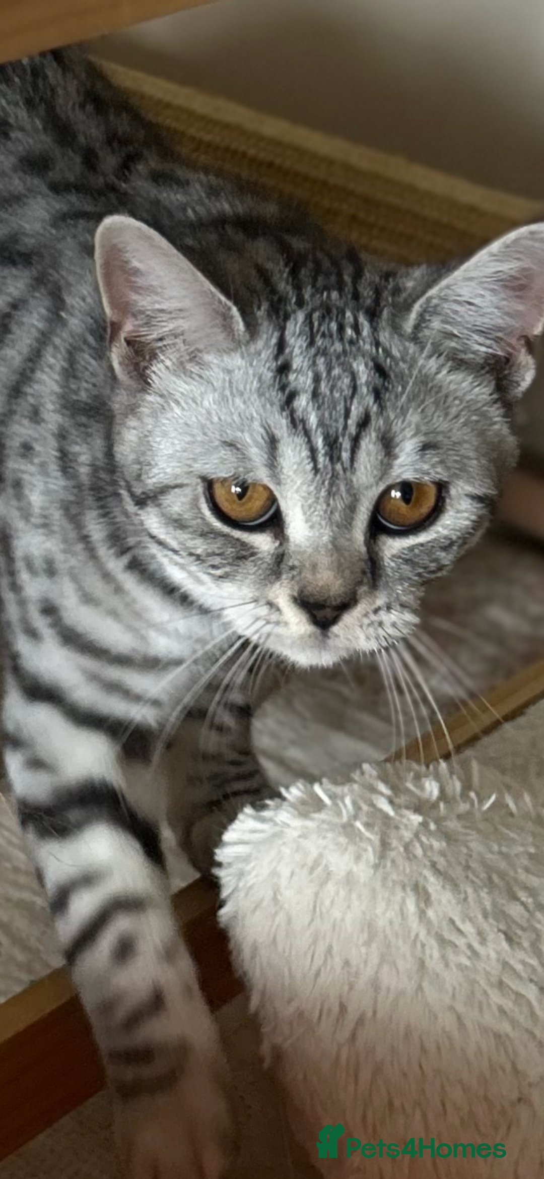 Scottish Fold cats for sale: Kittens Ready for Their Forever Homes - Image 15