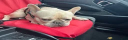 French Bulldog dogs for stud: French Bully for Studding in Harlow - Advert 18