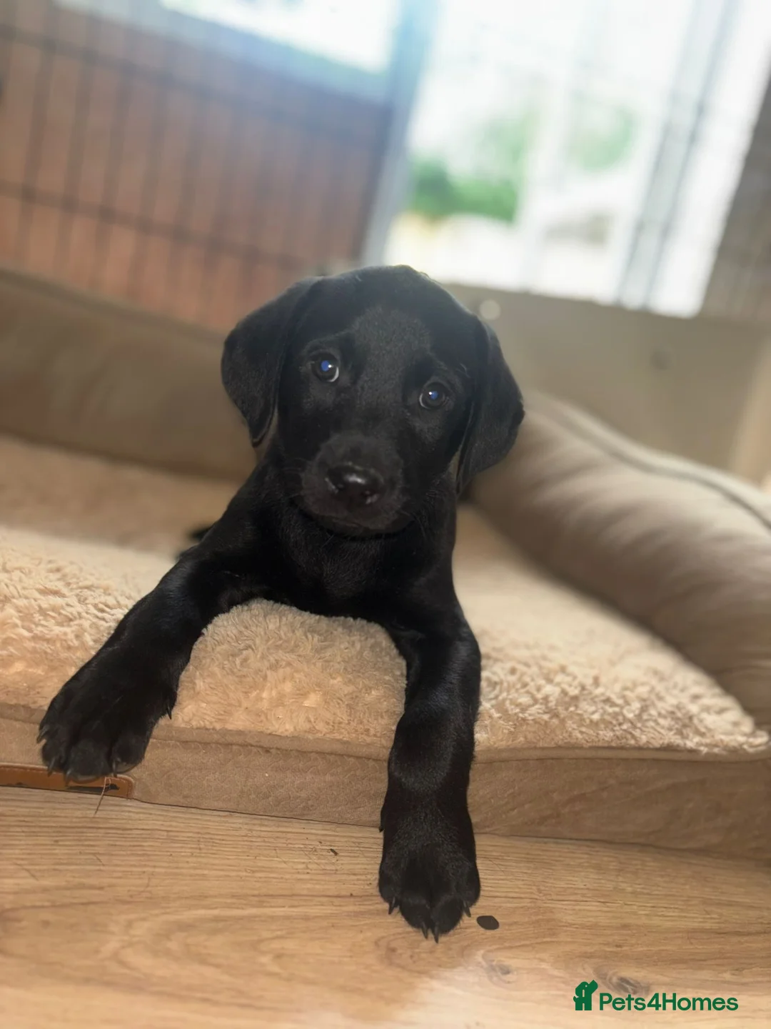 Labrador Retriever dogs for sale: 💙1 Boy Remaining💙 KC Reg Black Labradors 🐾 - Advert 2