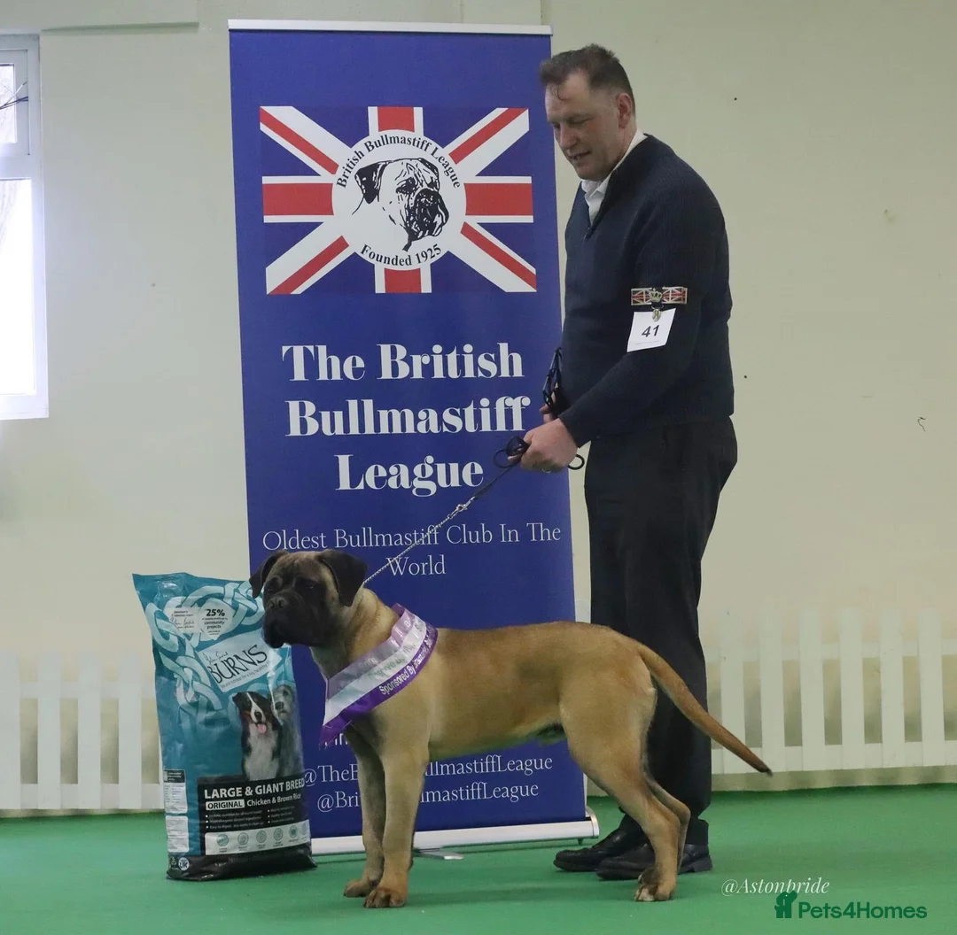 Bullmastiff dogs for sale: KC Litter of Bullmastiff’s  in Mansfield - Advert 3
