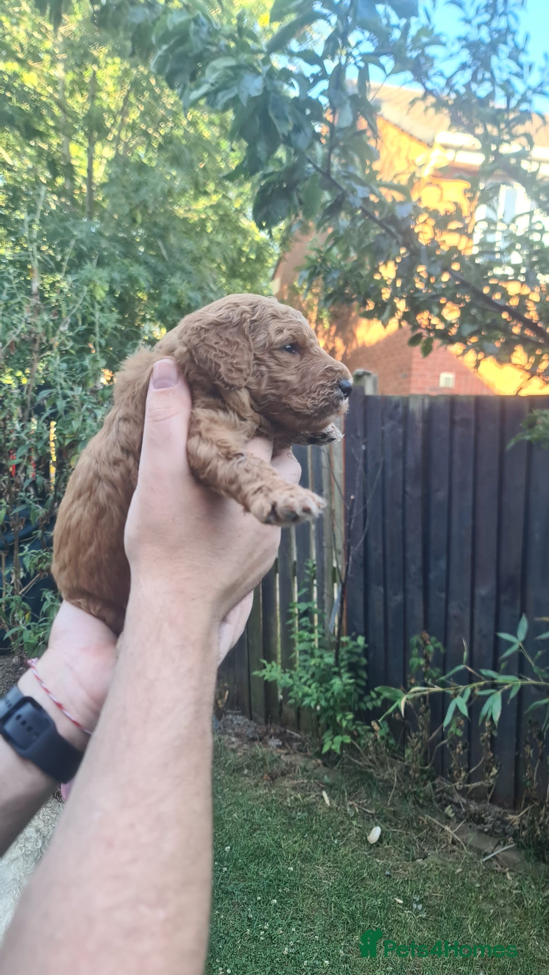 Goldendoodle dogs for sale: 🐾 Adorable Standard Goldendoodle Puppies 🐾 - Image 14