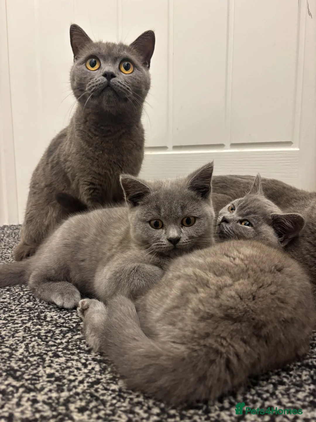 British Shorthair cats for sale: 3x Pure British Shorthair kittens - Advert 4