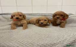 Cockapoo dogs for sale: Beautiful pra clear cockapoo puppy’s  - Image 18
