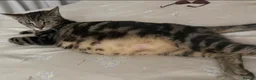 Mixed Breed cats for sale: 1 grey female 4 tabby female kittens - Advert 8