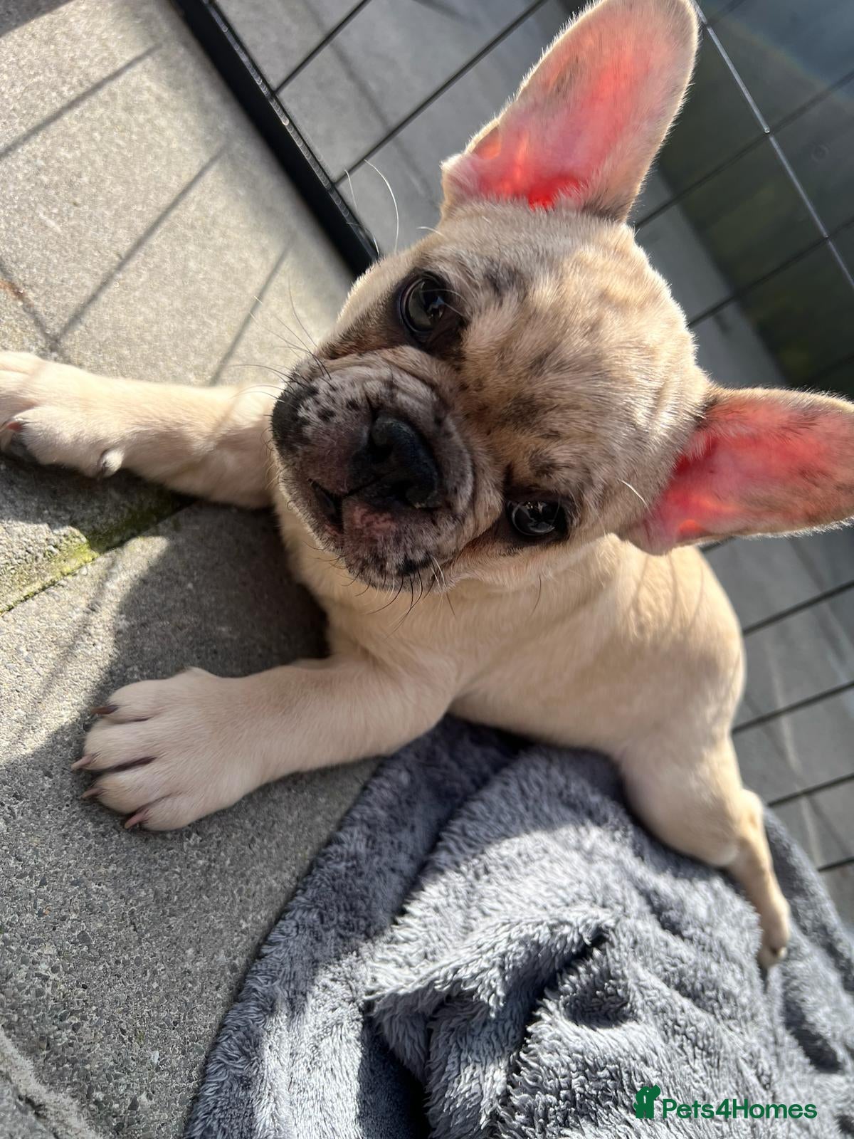 French Bulldog dogs French bulldogs  - Advert 6