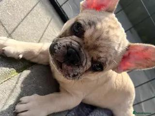 French Bulldog dogs French bulldogs - Advert 6