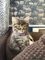 Girl kitten (purple collar)