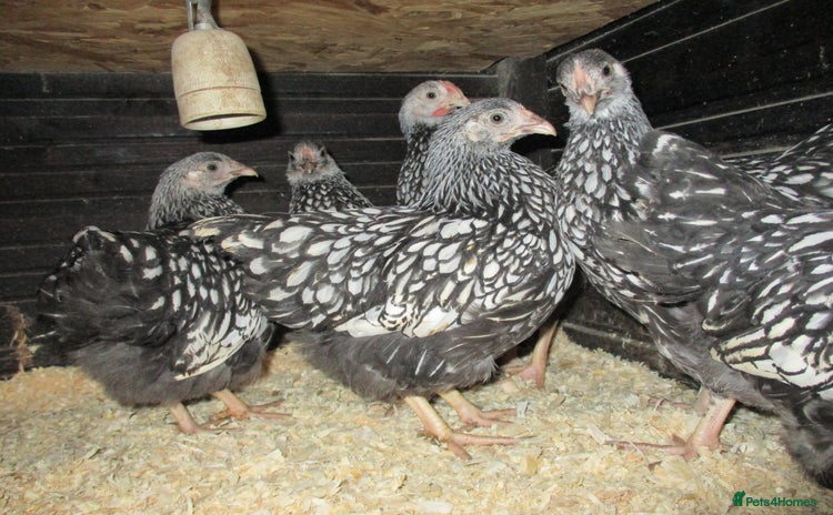 Chickens poultry - Advert 3