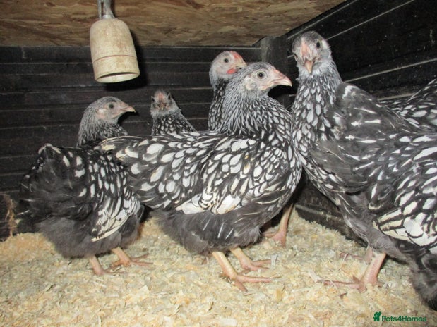Chickens poultry - Advert 3