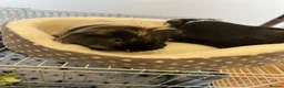 Guinea Pig rodents for sale: 2 baby male Guinea pigs  - Advert 3