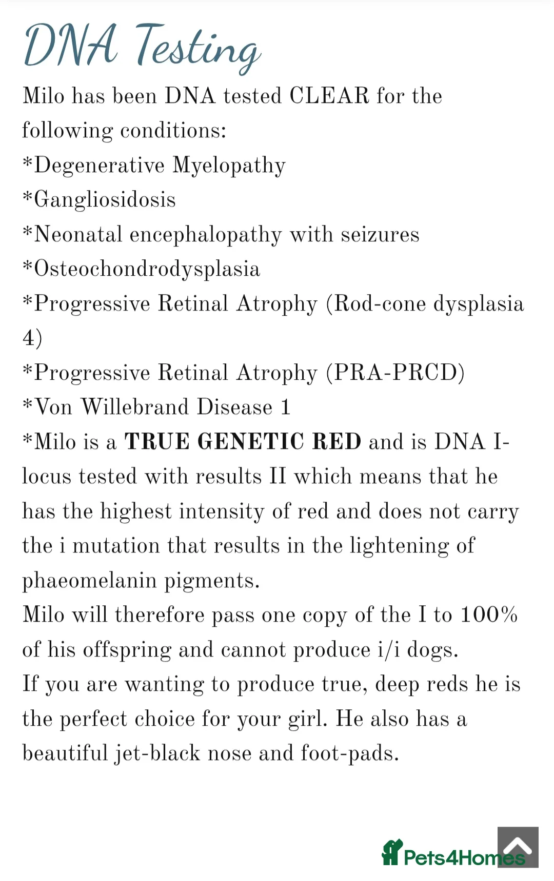 Standard Poodle dogs for stud: KC reg. Comprehensively health checked standard - Advert 6