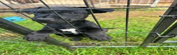 Patterdale Terrier dogs for sale: Gorgeous Female Patterdale Terrier Puppy - Advert 2