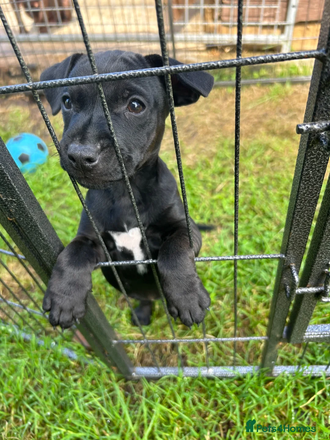 Patterdale Terrier dogs for sale: Gorgeous Female Patterdale Terrier Puppy - Advert 2