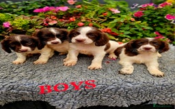 English Springer Spaniel dogs for sale: QUALITY WORKING ESS PUPS - Image 22