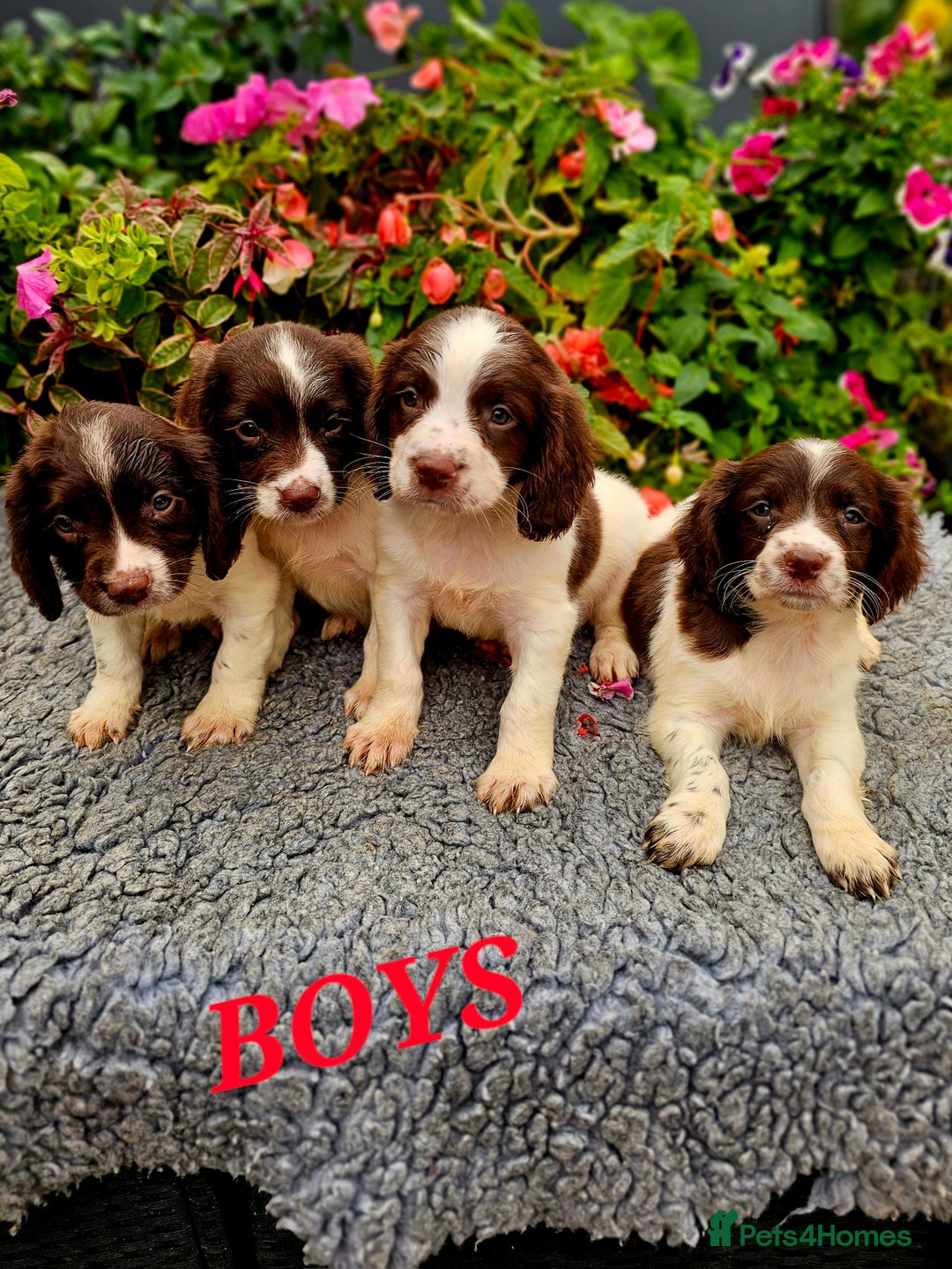 English Springer Spaniel dogs for sale: QUALITY WORKING ESS PUPS - Image 22
