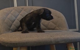 Patterdale Terrier dogs for sale: Patterdale Working Pups Ready To Go - Image 15