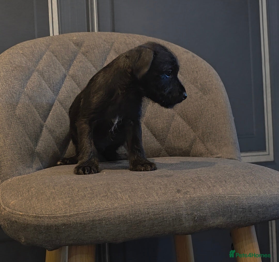 Patterdale Terrier dogs for sale: Patterdale Working Pups Ready To Go - Image 15