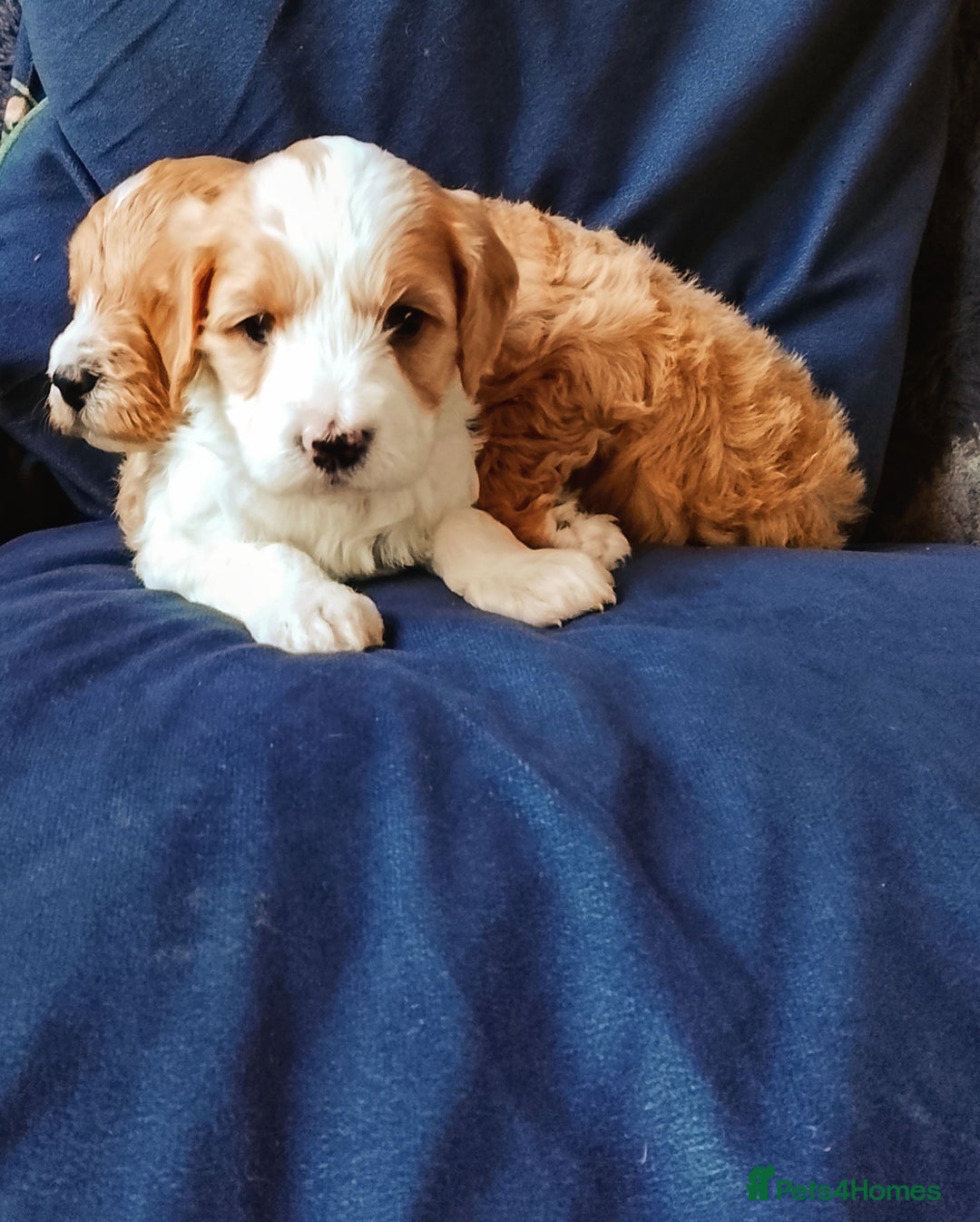 Cavapoo dogs for sale: F1b Cavapoo Puppies  - Advert 21