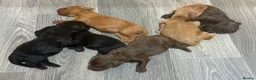 Cockapoo dogs for sale: Stunning F2 Cockapoo Puppies   in Leominster - Advert 8