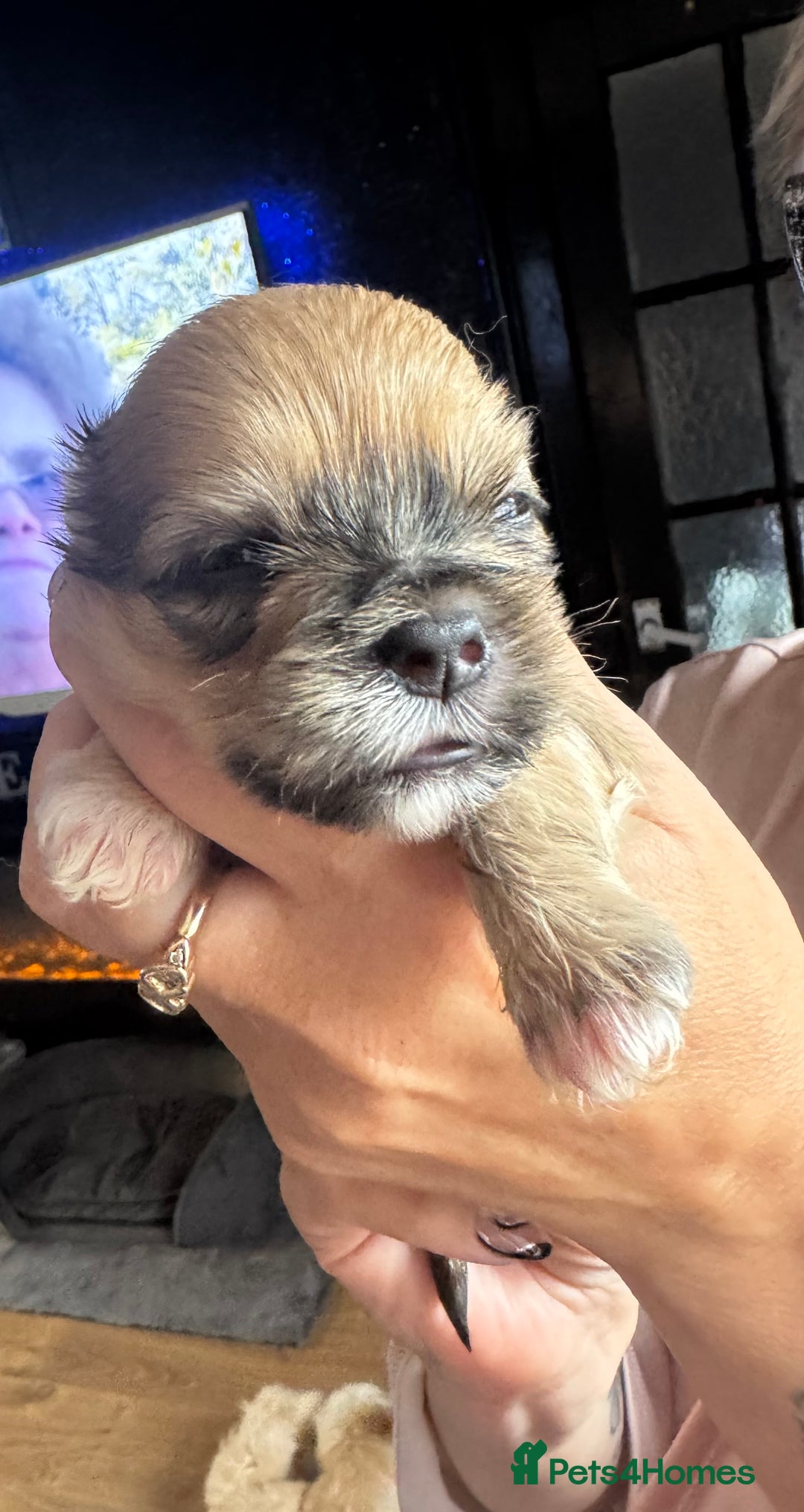 Lhasa Apso dogs for sale: Lhasa Apso Puppies - Image 2