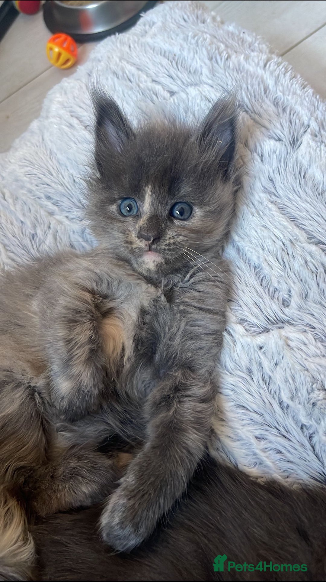Maine Coon cats for sale: Last female Maine coon kitten available  - Advert 2