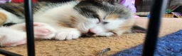 Mixed Breed cats for sale: Kittens ready to go in Frome - Advert 6