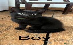 British Shorthair cats for sale: Cute British Shorthair Mixed Kittens Ready Now!  - Image 4